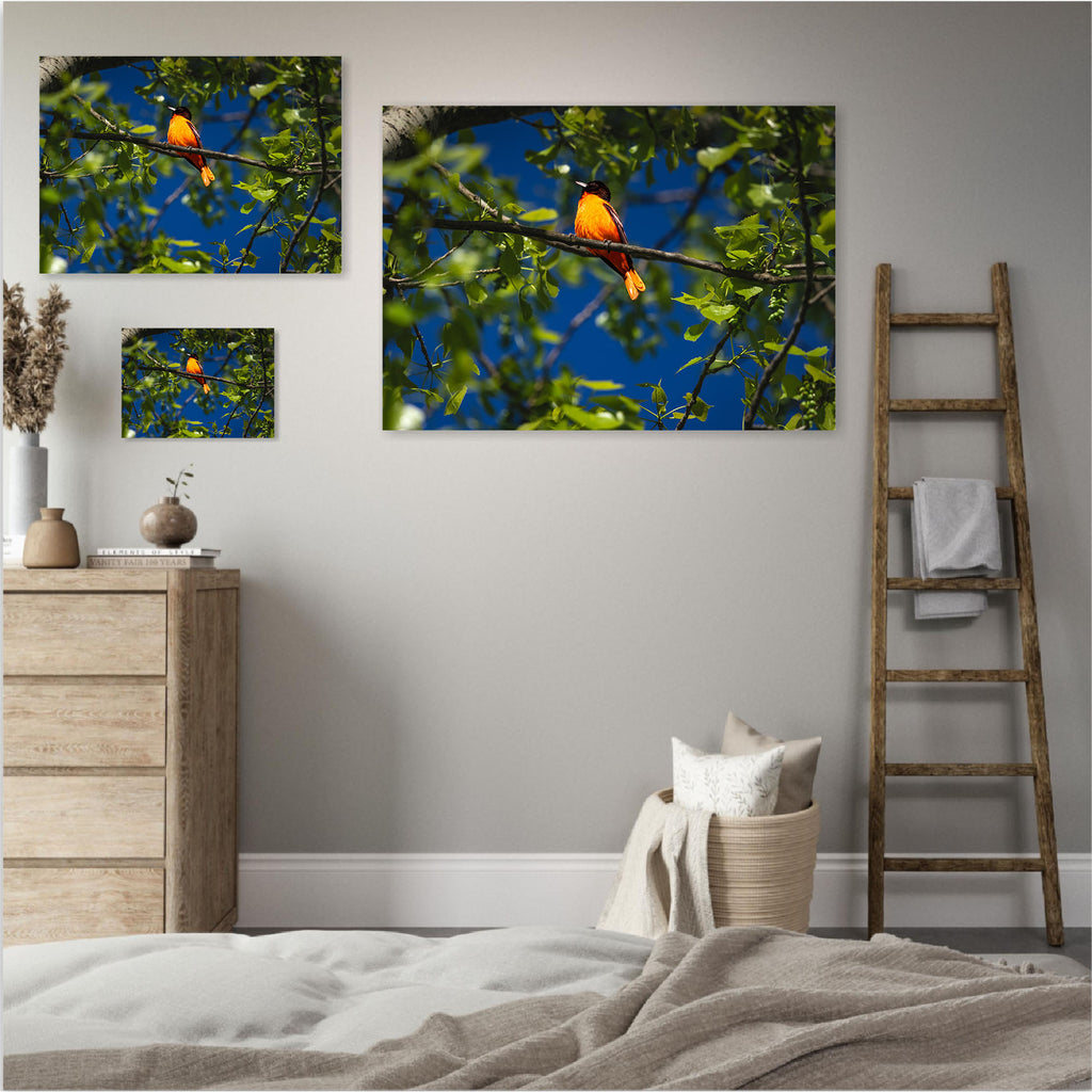 Oriole Flame I