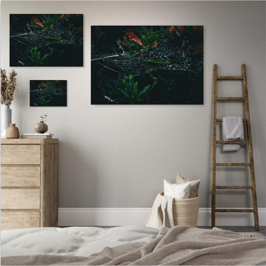 Collection Web
