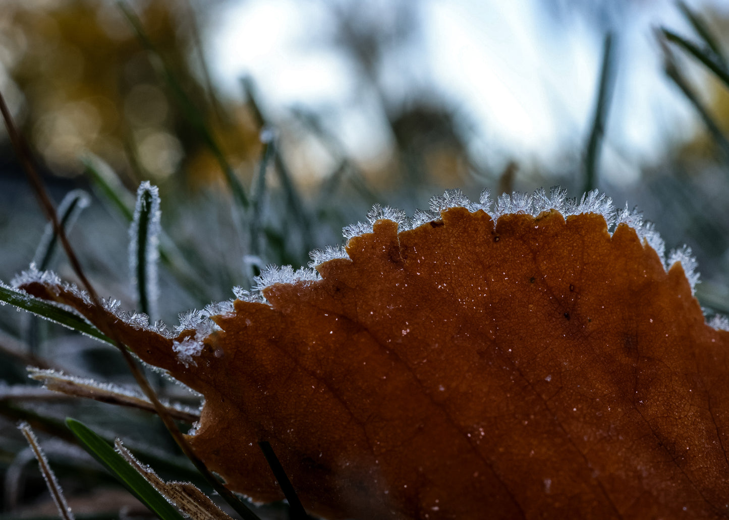 Winters Edge II